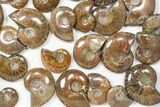 Lot: kg Iridescent, Red Flash Ammonites (-) - Pieces #82473-1